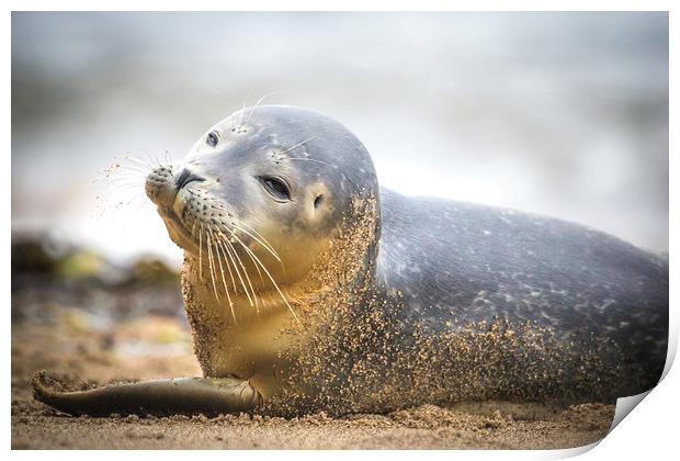 Seal Pup on Scarborough Beach. Print by Mike Evans