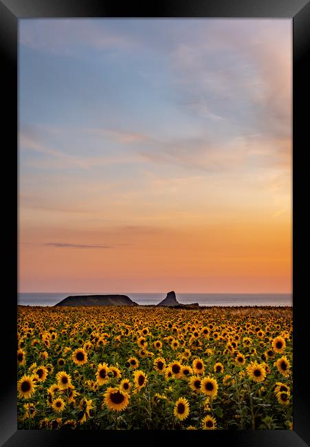 Rhosilli Sunflowers at Sunset with Worms Head Framed Print by RICHARD MOULT