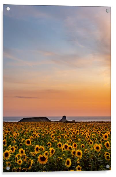 Rhosilli Sunflowers at Sunset with Worms Head Acrylic by RICHARD MOULT