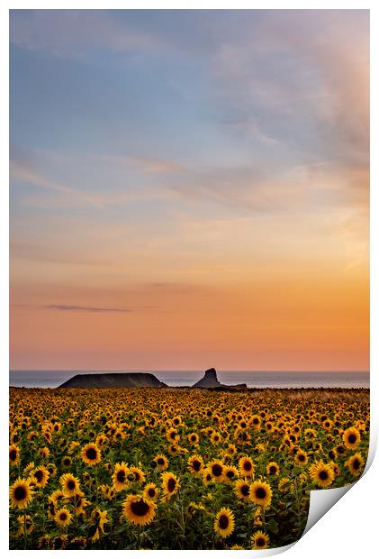 Rhosilli Sunflowers at Sunset with Worms Head Print by RICHARD MOULT