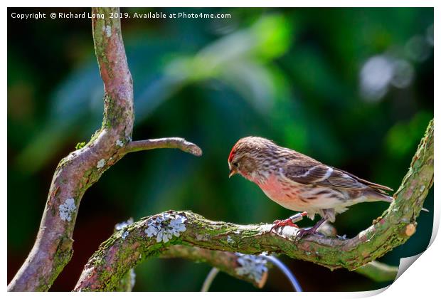 Common Redpoll Print by Richard Long