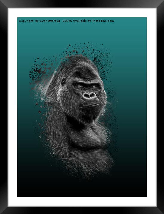 Silverback Gorilla Portrait Framed Mounted Print by rawshutterbug 