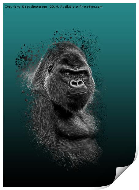 Silverback Gorilla Portrait Print by rawshutterbug 