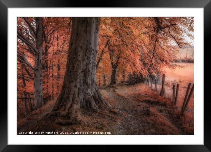 Ousbrough Woods Autumnised  Framed Mounted Print by Ray Pritchard