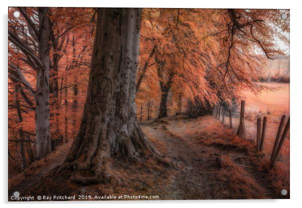 Ousbrough Woods Autumnised  Acrylic by Ray Pritchard
