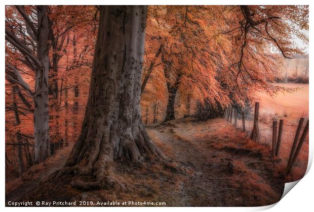 Ousbrough Woods Autumnised  Print by Ray Pritchard