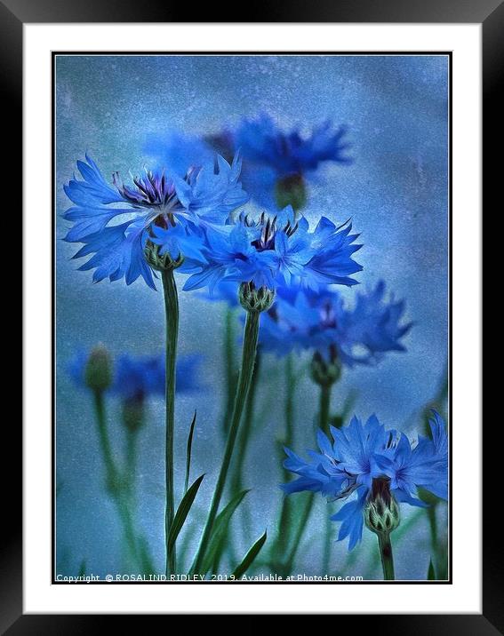 "Cornflowers in the breeze" Framed Mounted Print by ROS RIDLEY