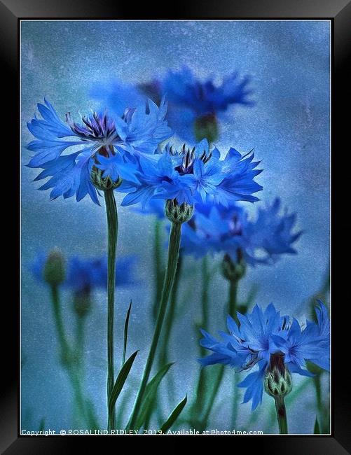 "Cornflowers in the breeze" Framed Print by ROS RIDLEY