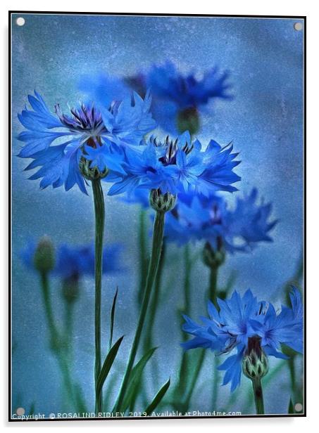 "Cornflowers in the breeze" Acrylic by ROS RIDLEY