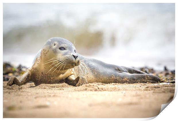 Seal Pup on Scarborough Beach. Print by Mike Evans