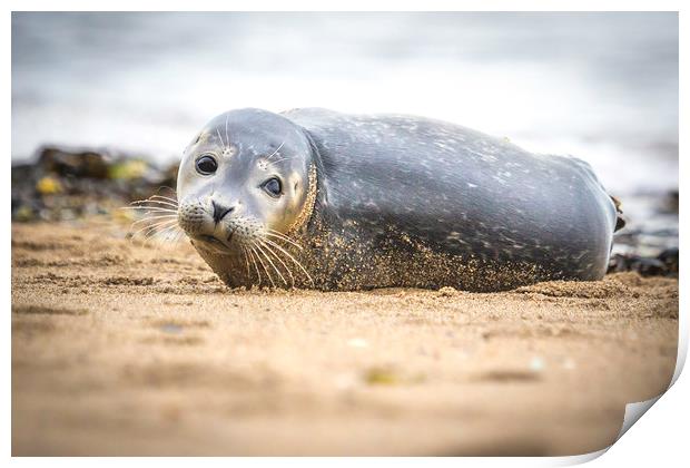 Seal Pup on Scarborough Beach. Print by Mike Evans