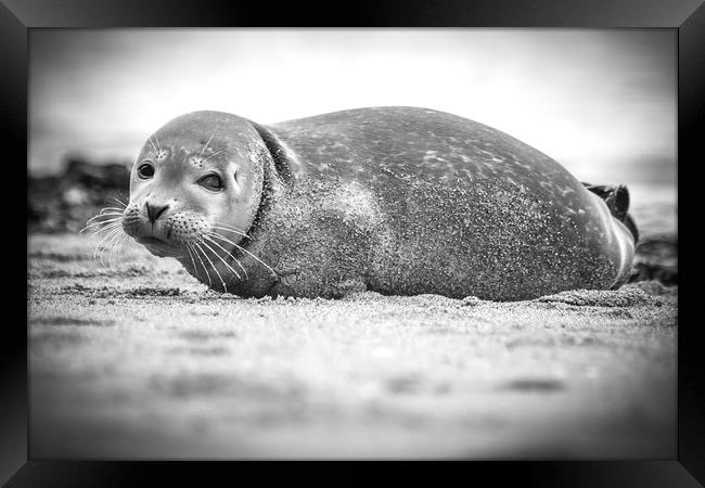 Seal Pup on Scarborough Beach. Framed Print by Mike Evans