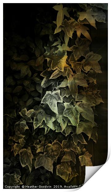 Ivy Print by Heather Goodwin