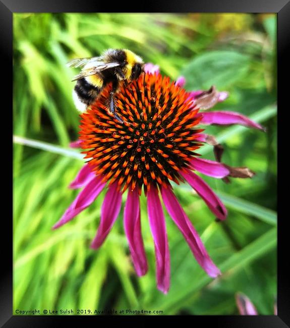 Busy Bee Framed Print by Lee Sulsh