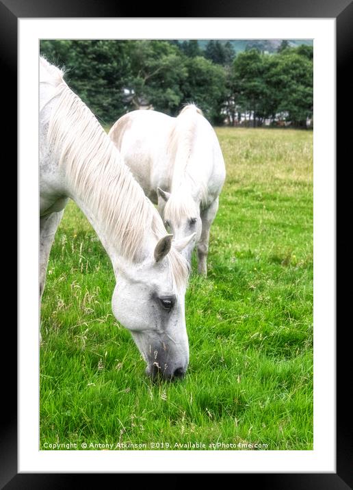 White Horses Framed Mounted Print by Antony Atkinson