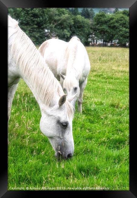 White Horses Framed Print by Antony Atkinson