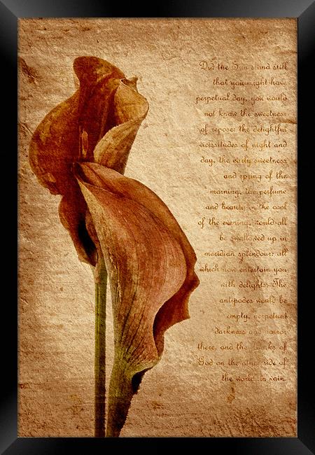 Lilies Framed Print by Ann Garrett