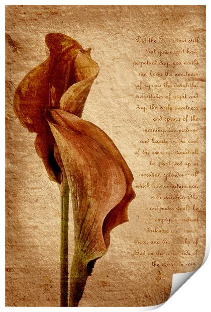 Lilies Print by Ann Garrett
