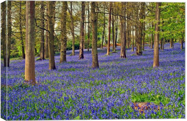 A Bluebell Wonderland Canvas Print by Andy Evans Photos