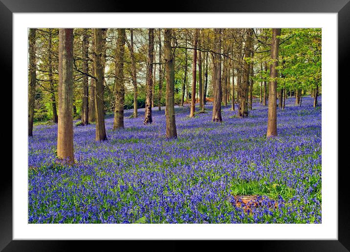 A Bluebell Wonderland Framed Mounted Print by Andy Evans Photos