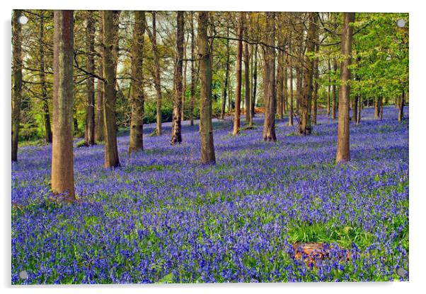 A Bluebell Wonderland Acrylic by Andy Evans Photos