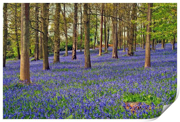 A Bluebell Wonderland Print by Andy Evans Photos