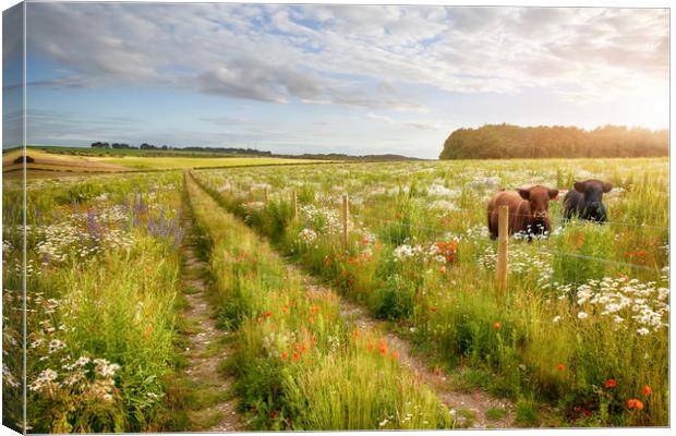 Norfolk flower meadow tracks and two cows Canvas Print by Simon Bratt LRPS