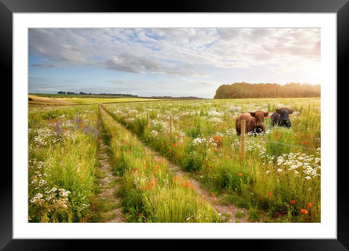 Norfolk flower meadow tracks and two cows Framed Mounted Print by Simon Bratt LRPS