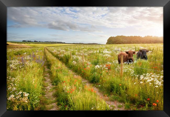 Norfolk flower meadow tracks and two cows Framed Print by Simon Bratt LRPS