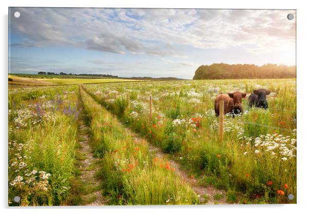 Norfolk flower meadow tracks and two cows Acrylic by Simon Bratt LRPS
