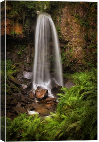 Waterfall and ferns at Melincourt Canvas Print by Leighton Collins