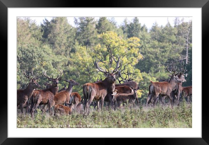Herd of Red Deer Framed Mounted Print by Tracey Wood