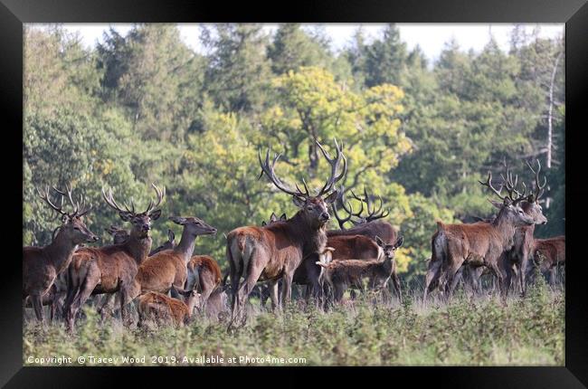 Herd of Red Deer Framed Print by Tracey Wood