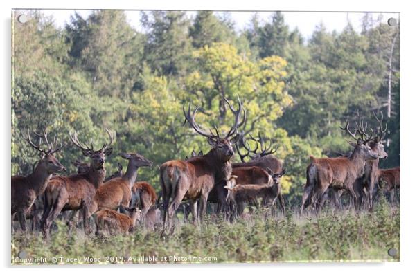 Herd of Red Deer Acrylic by Tracey Wood
