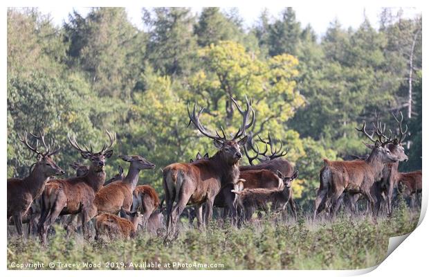 Herd of Red Deer Print by Tracey Wood