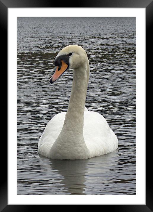 Swan Framed Mounted Print by Ashley Paddon