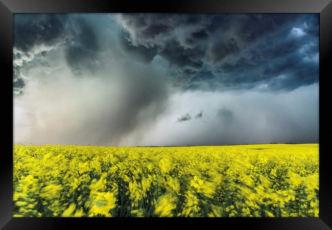 Canola Thunderstorm, Canada  Framed Print by John Finney