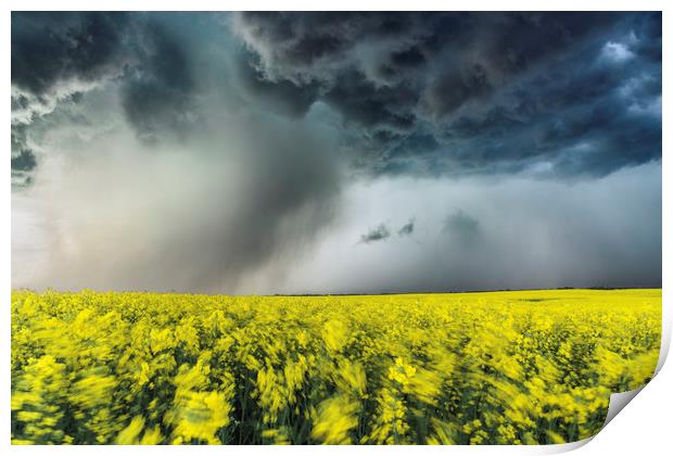 Canola Thunderstorm, Canada  Print by John Finney