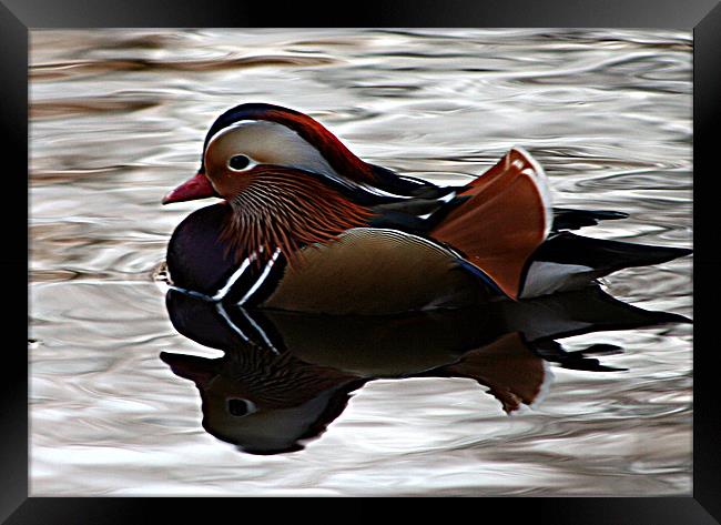 Mandarin Duck Framed Print by Doug McRae