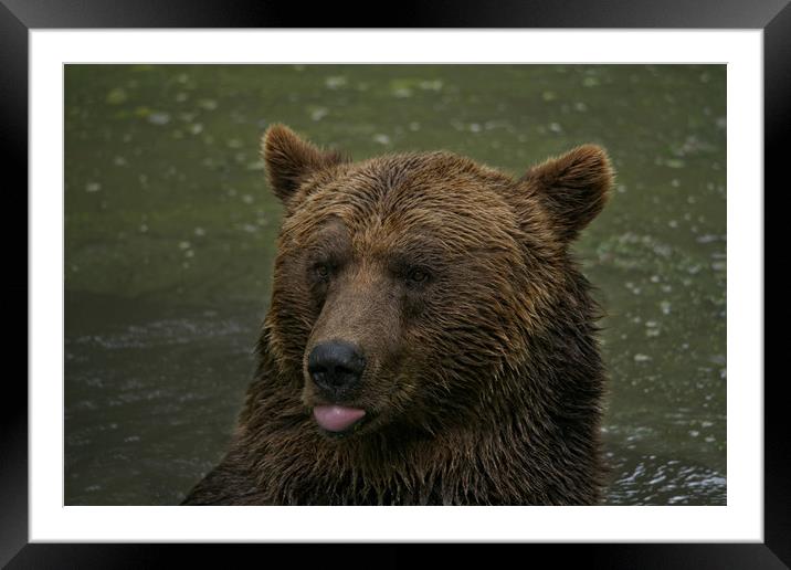 Grizzly Blows A Raspberry Framed Mounted Print by rawshutterbug 