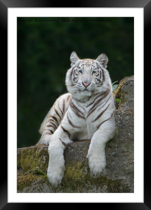 White Tiger With Blue Eyes Framed Mounted Print by rawshutterbug 