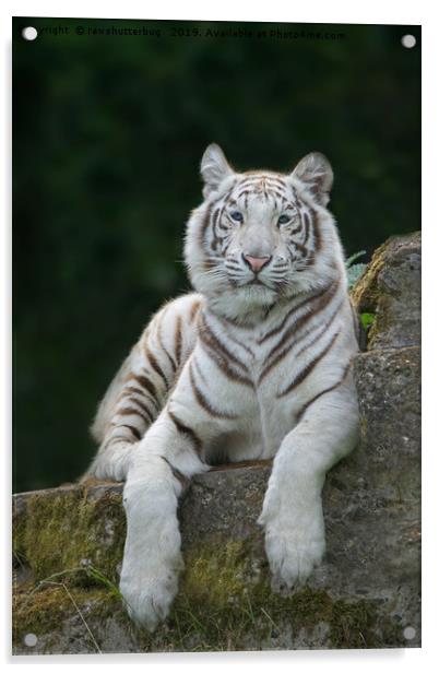 White Tiger With Blue Eyes Acrylic by rawshutterbug 