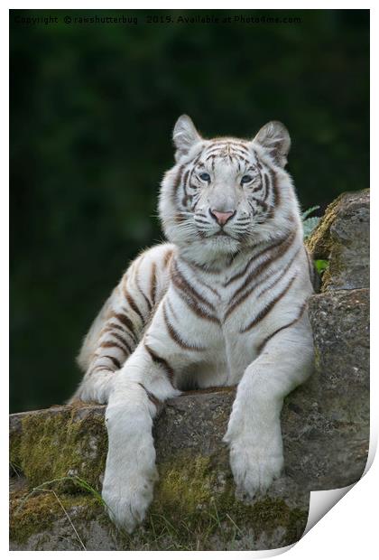 White Tiger With Blue Eyes Print by rawshutterbug 