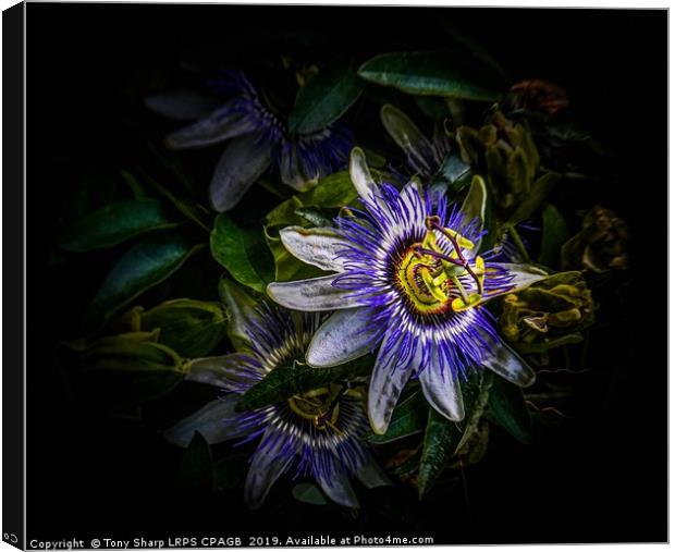 PASSION FLOWER - Passiflora Edulis Canvas Print by Tony Sharp LRPS CPAGB