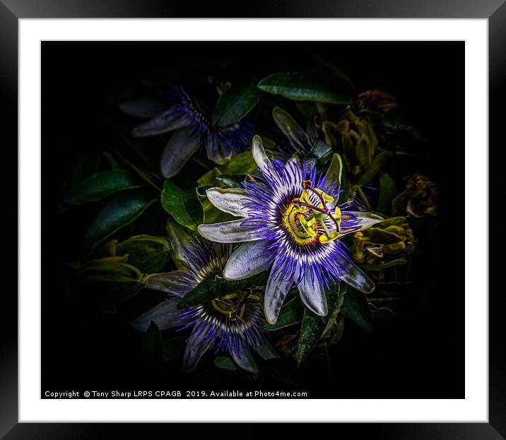 PASSION FLOWER - Passiflora Edulis Framed Mounted Print by Tony Sharp LRPS CPAGB