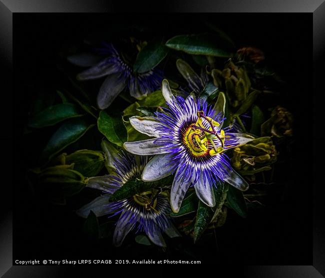PASSION FLOWER - Passiflora Edulis Framed Print by Tony Sharp LRPS CPAGB