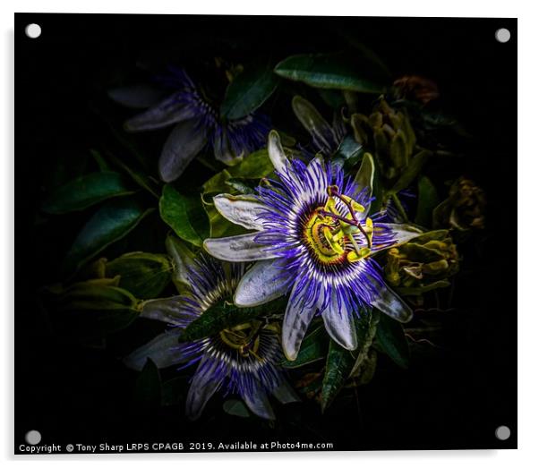 PASSION FLOWER - Passiflora Edulis Acrylic by Tony Sharp LRPS CPAGB