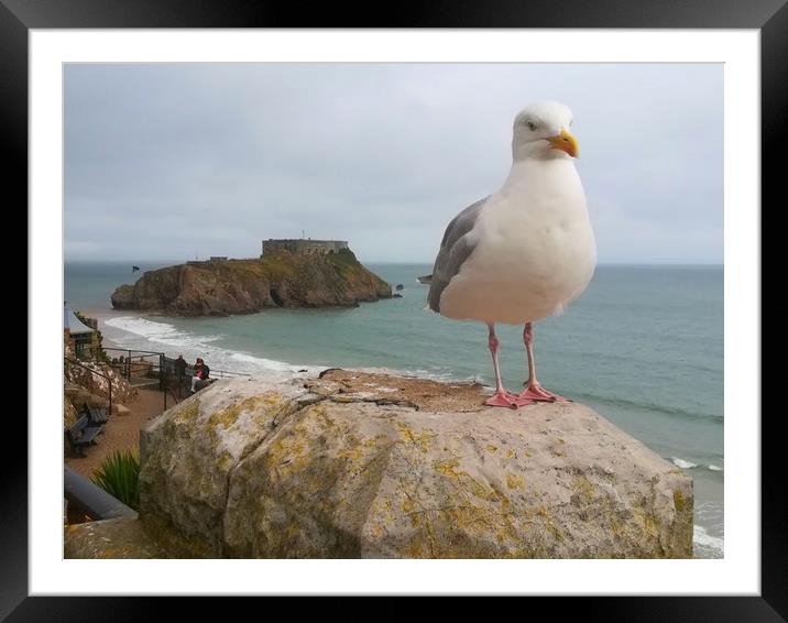 The Tenby Seagull  Framed Mounted Print by Michael South Photography