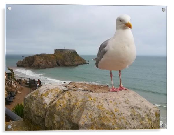 The Tenby Seagull  Acrylic by Michael South Photography