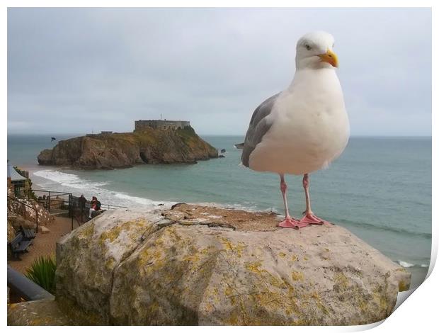 The Tenby Seagull  Print by Michael South Photography